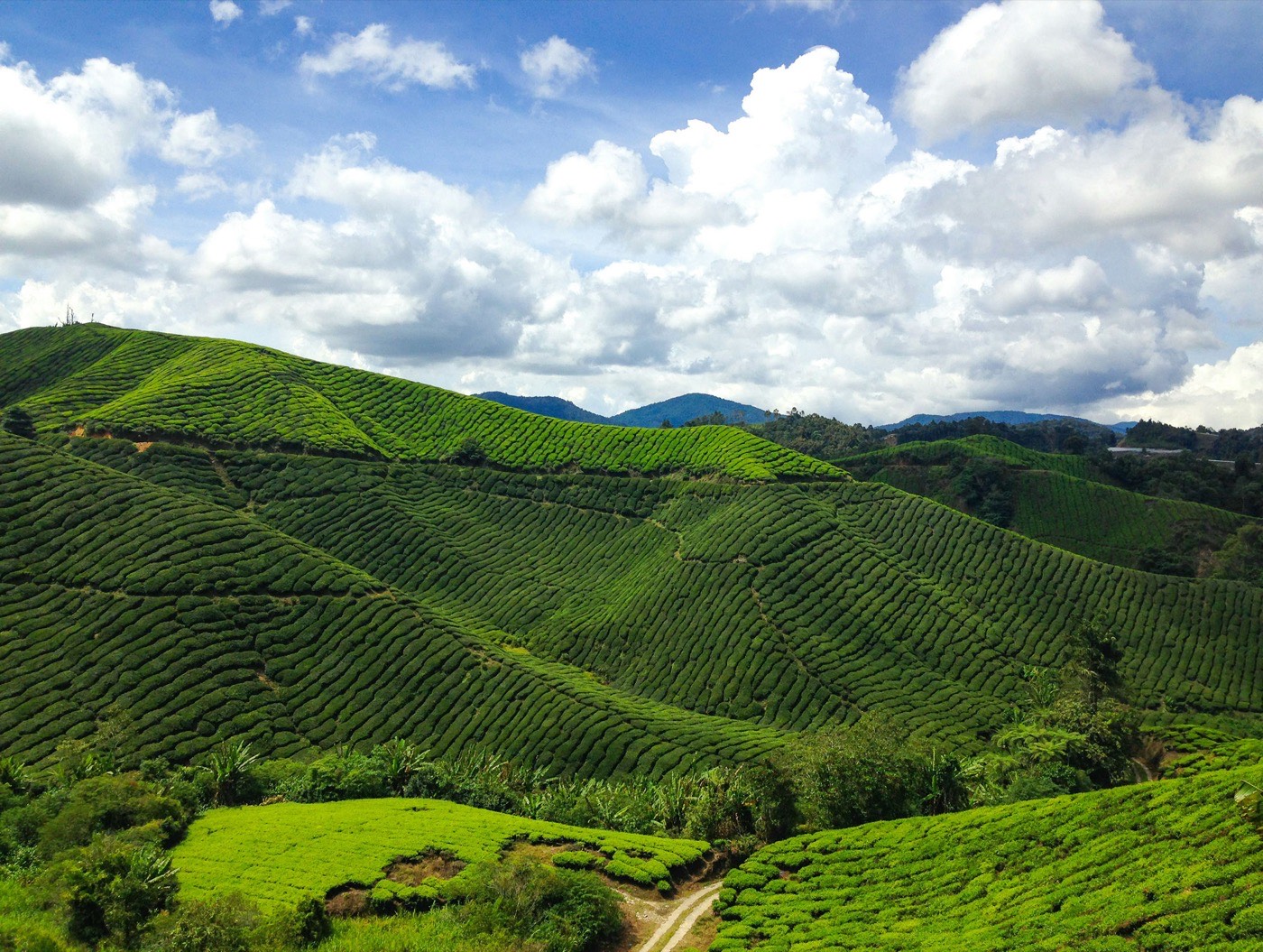 Cameron Highlands