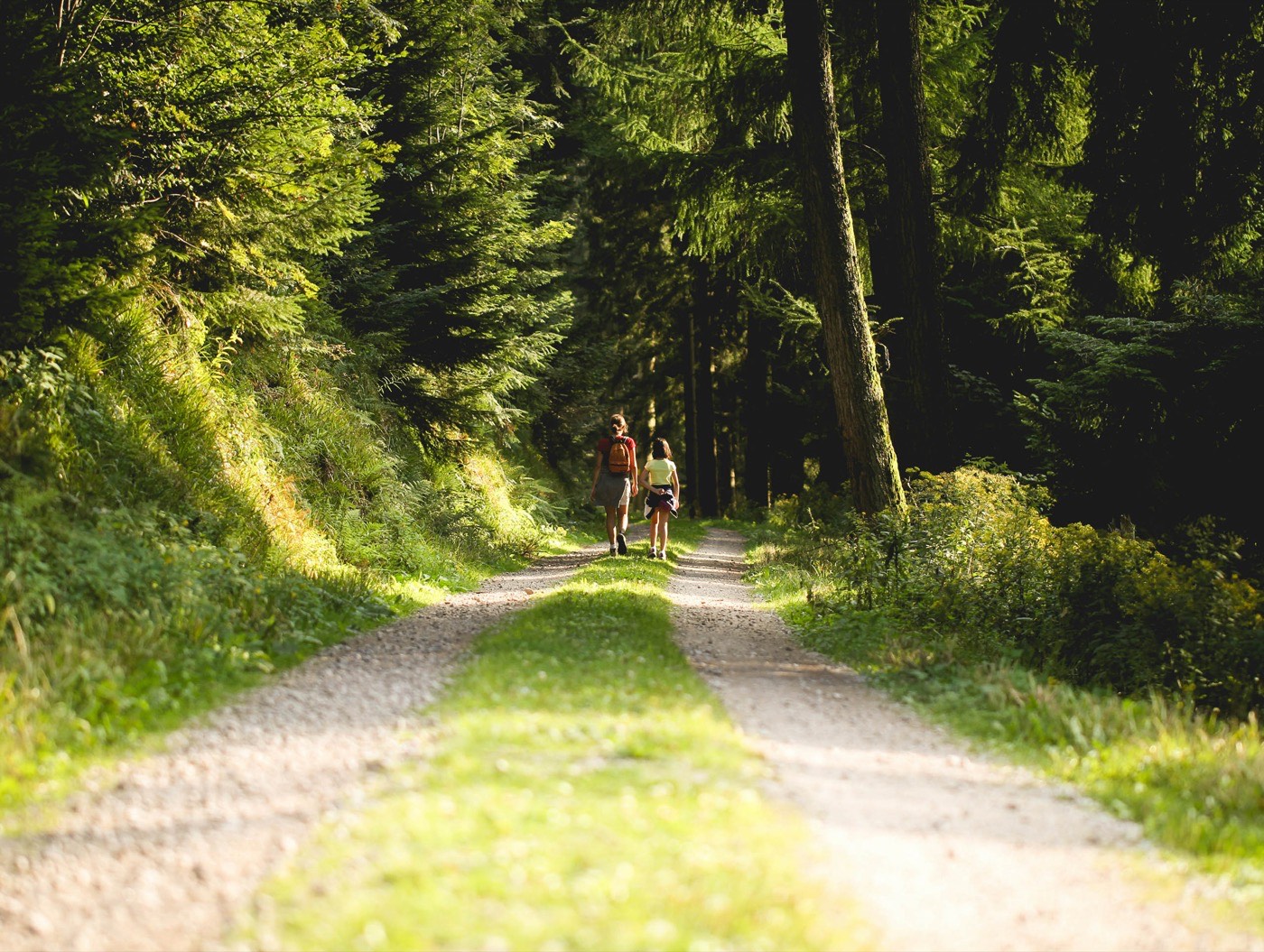 The Cold Tunnels Of Trees Of The Black Forest