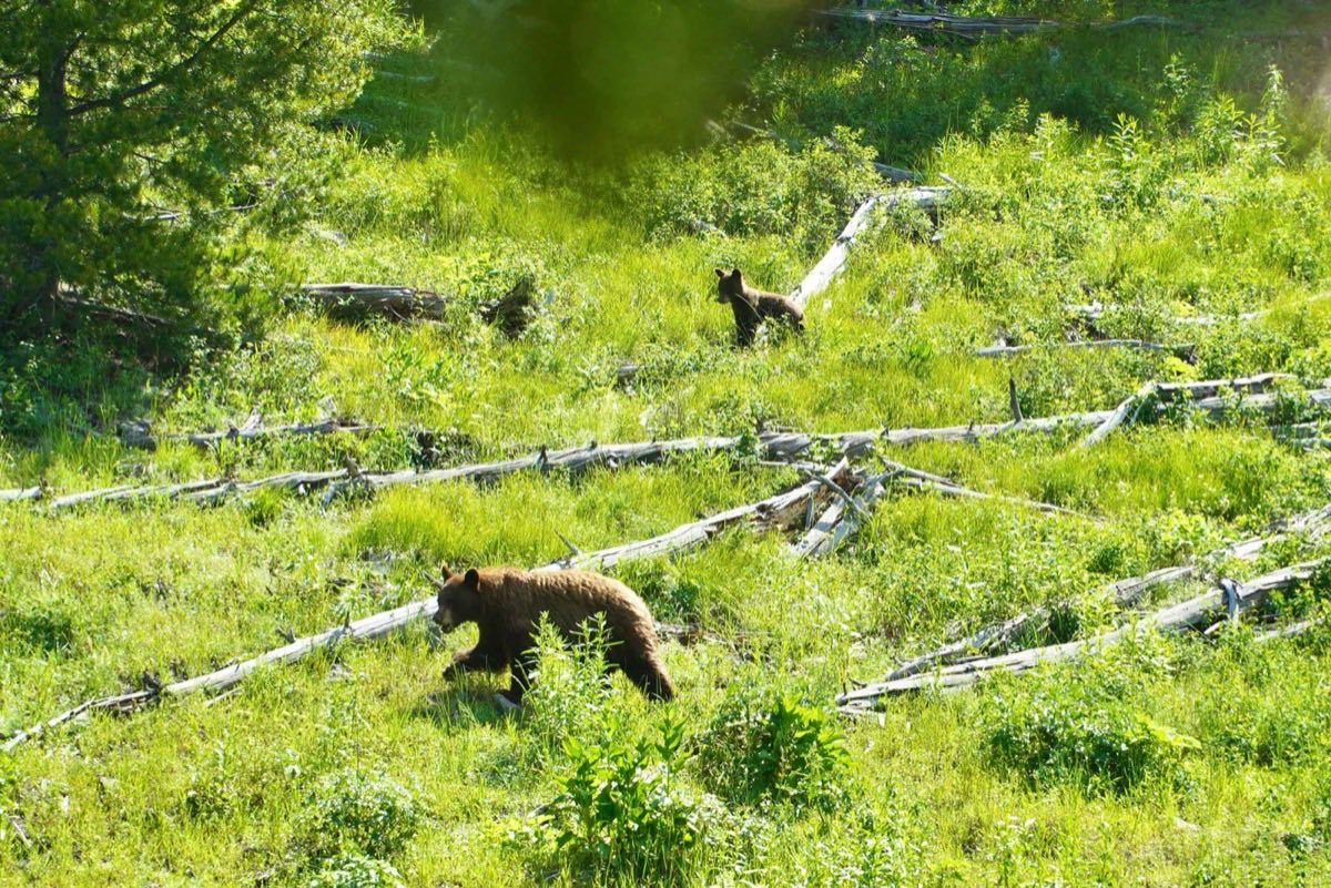 Baby Bear Fight At Bear Country Usa