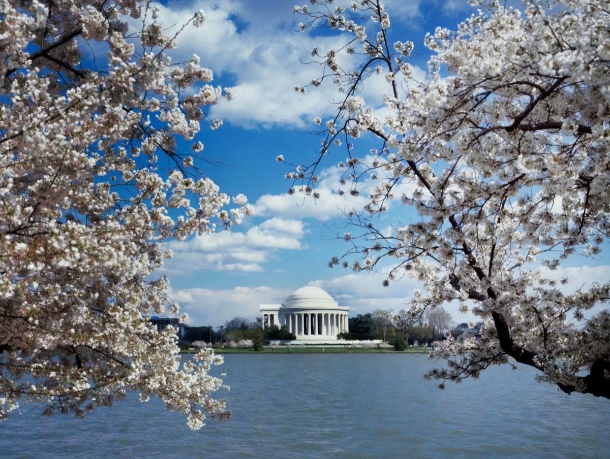 Jefferson Memorial With Cherry Blossoms Washington D.C.