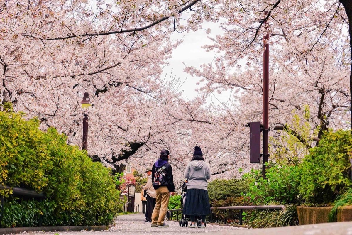 Best Places to See Plum Blossoms in Tokyo: A Scenic Walking Guide Through Bunkyo