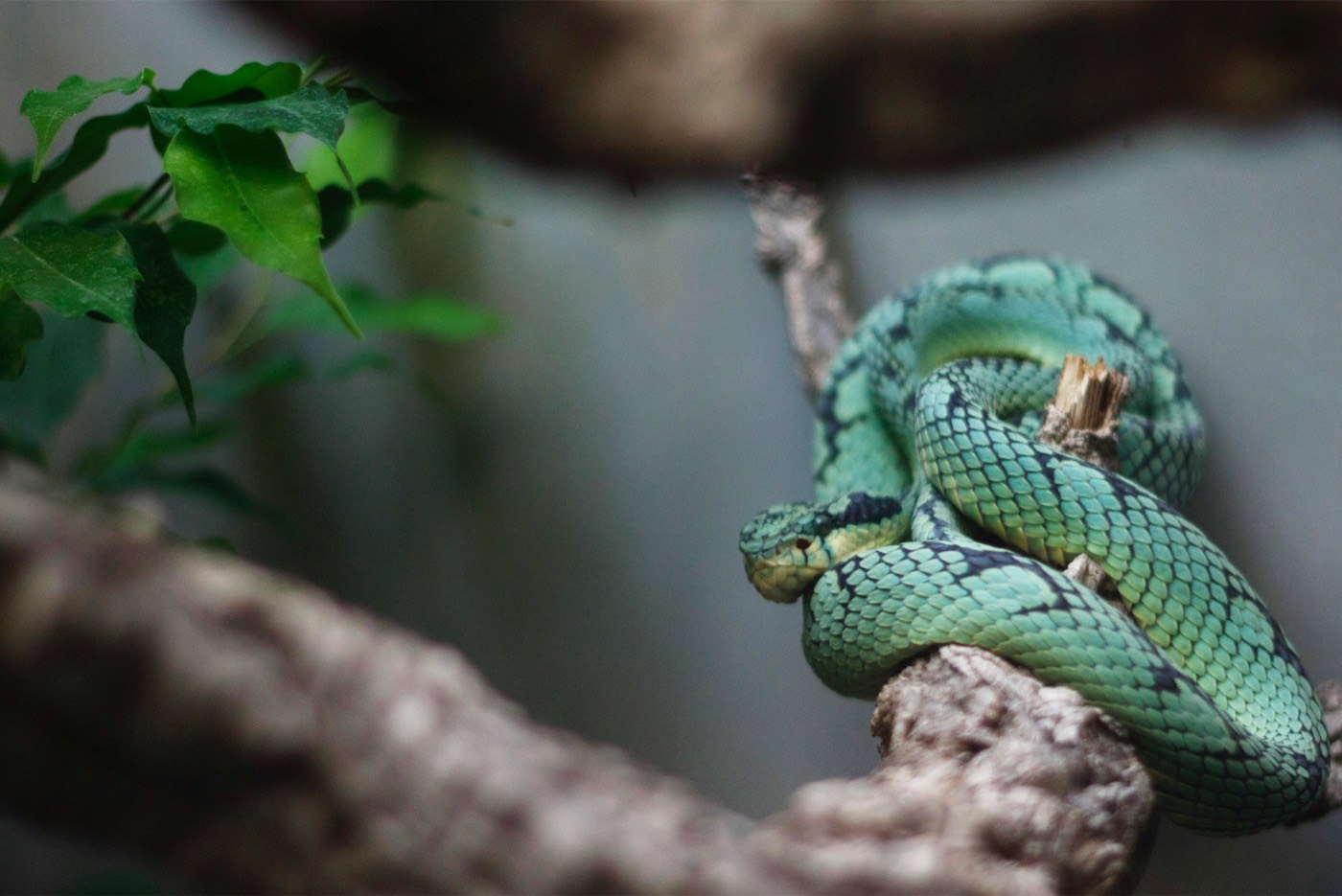 Pit Viper