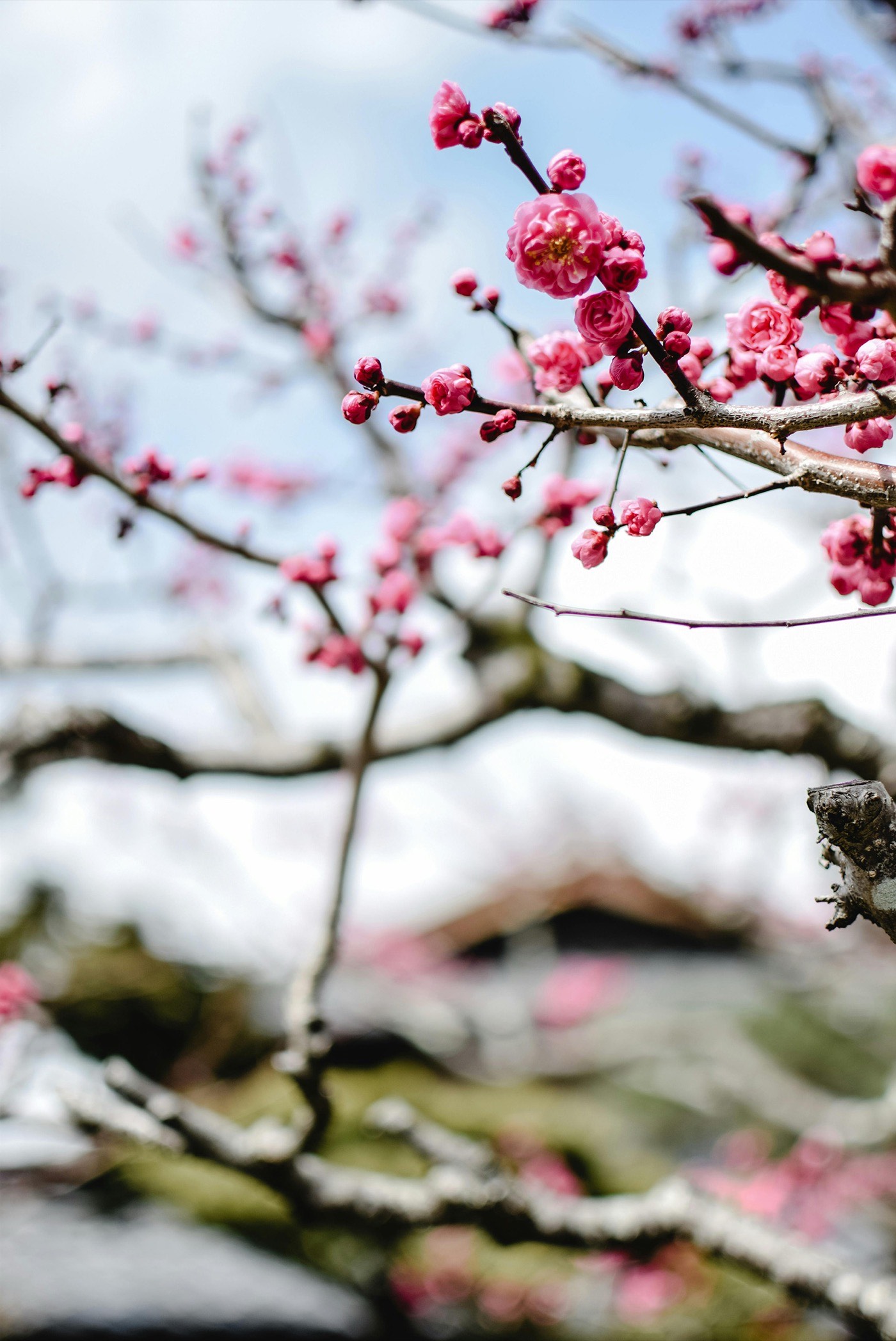 Plum Blossoms In Close Up