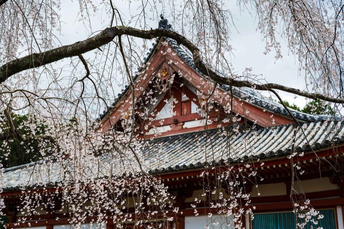 Traditional Japanese Temple With Sakura Blossoms