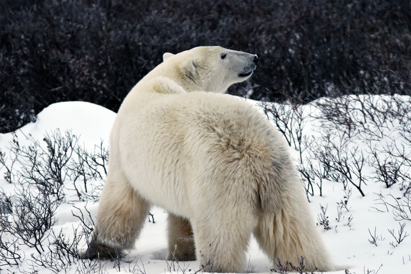 Churchill Manitoba