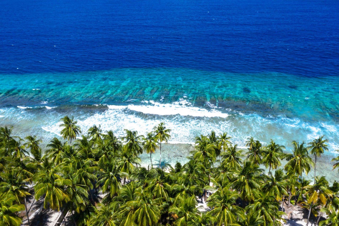 Green Palm Trees And Body Of Water