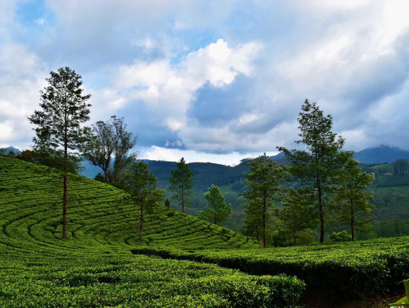 Munnar Kerala India