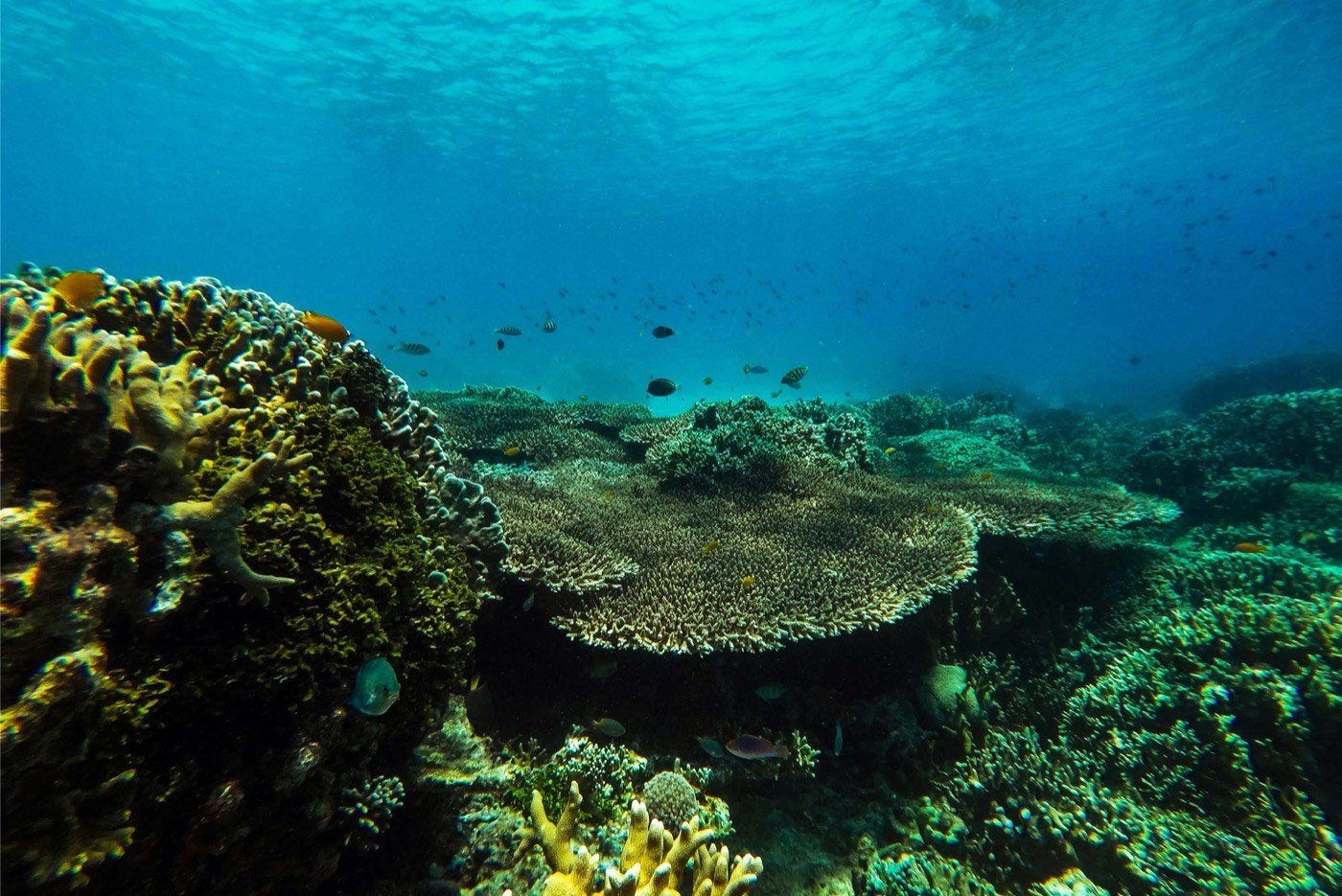 Brown Coral Reef Under Water