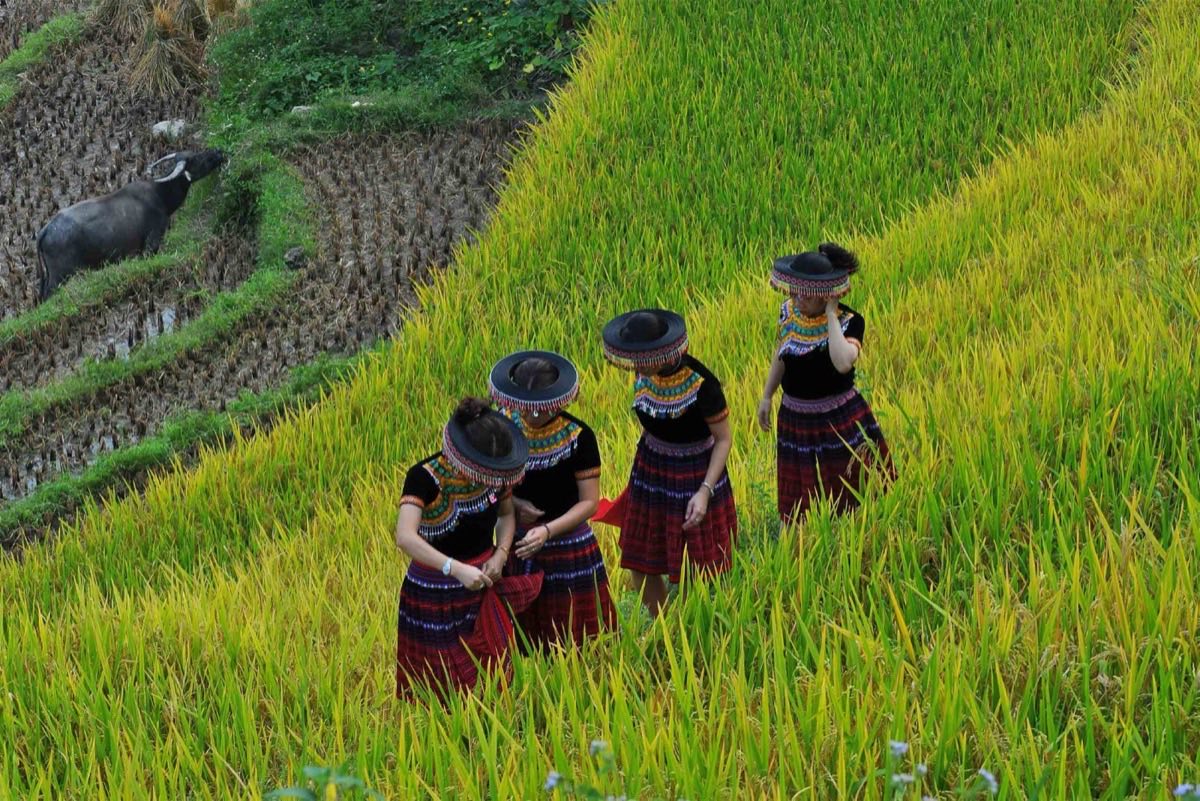People Standing On Rice Field